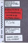 Etiketten zu Athous vavrai (NHMW-ZOO-COL-0008547)